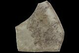 Fossil Crane Flies - Green River Formation, Utah #97443-1